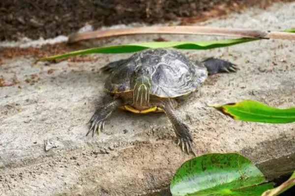 乌龟体内寄生绦虫症状的要点和表现？判断乌龟寄生虫症状需注意什么？插图3