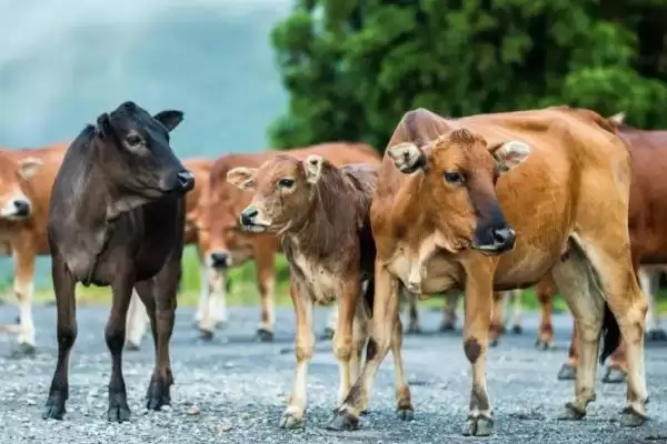 了解一头牛价格的方法和重点?了解一头牛价格要做好哪些细节?插图3 了解一头牛价格的方法和重点?了解一头牛价格要做好哪些细节?插图3