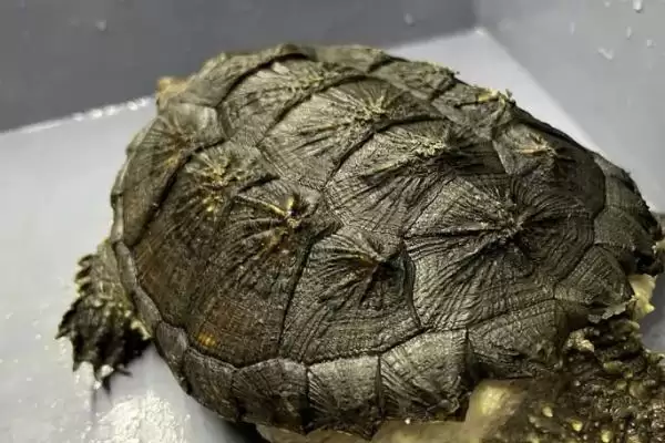 什么是佛鳄龟?认识佛鳄龟要了解哪些关键的物种特性和养殖要点?插图2 什么是佛鳄龟?认识佛鳄龟要了解哪些关键的物种特性和养殖要点?插图2