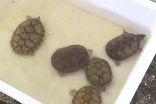 乌龟动物属性的要点和解读?解读乌龟动物属性需注意什么?插图6 乌龟动物属性的要点和解读?解读乌龟动物属性需注意什么?插图6