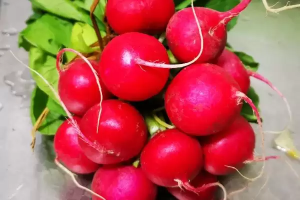 夏日蔬菜种植优选：豇豆、南瓜、丝瓜的清凉栽培法插图12