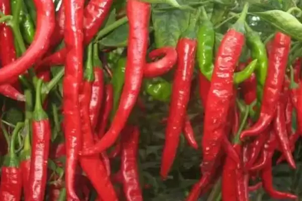 四季可种的蔬菜有哪些?选择四季可种蔬菜要考虑哪些生长习性和环境适应性?插图1 四季可种的蔬菜有哪些?选择四季可种蔬菜要考虑哪些生长习性和环境适应性?插图1