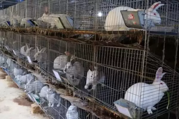 计算养殖兔子成本和利润的方法和重点?计算养殖兔子成本和利润要做好哪些细节?插图3 计算养殖兔子成本和利润的方法和重点?计算养殖兔子成本和利润要做好哪些细节?插图3