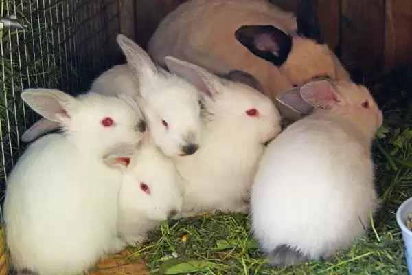 了解养兔所需条件的方法和重点?了解养兔所需条件要做好哪些细节?插图3 了解养兔所需条件的方法和重点?了解养兔所需条件要做好哪些细节?插图3