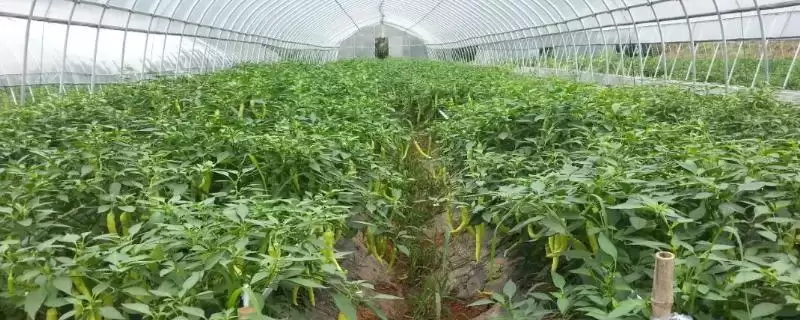温室辣椒如何施肥？温室种植辣椒施肥要掌握哪些关键的施肥时间和方法要点？-会东网