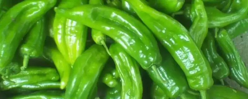 青椒和尖椒的区别对比:外观和口感的不同风味-会东网