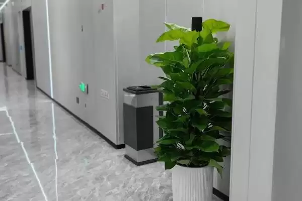 让绿萝的叶子变得又大又绿的方法?养护绿萝使叶子变大变绿要掌握哪些养护要点?插图1 让绿萝的叶子变得又大又绿的方法?养护绿萝使叶子变大变绿要掌握哪些养护要点?插图1