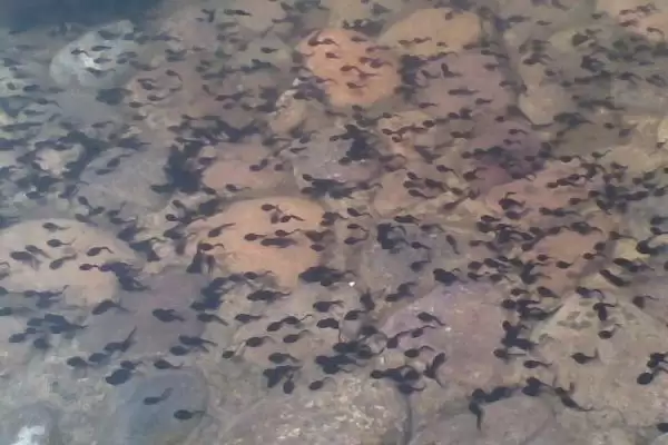 石蛙苗的价格及养殖技术?了解石蛙苗价格和养殖技术要注意什么?插图7 石蛙苗的价格及养殖技术?了解石蛙苗价格和养殖技术要注意什么?插图7