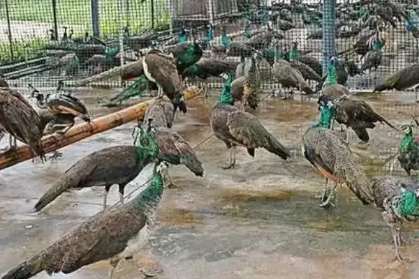 特种养殖简介?认识特种养殖要了解哪些关键的养殖范畴和发展要点?插图1 特种养殖简介?认识特种养殖要了解哪些关键的养殖范畴和发展要点?插图1