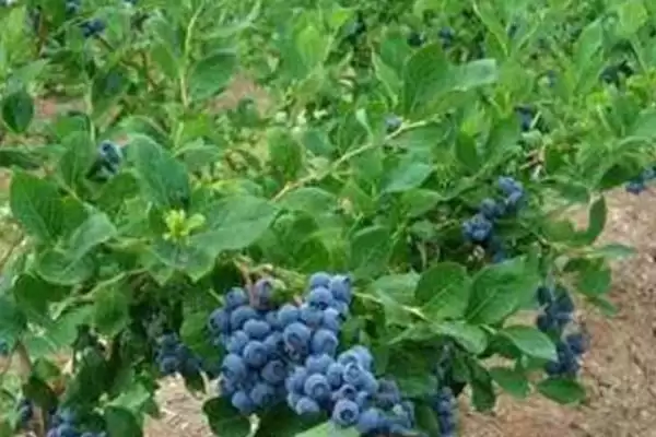 蓝莓的生长位置 ,蓝莓是长在植株的哪个部位呢?插图1 蓝莓的生长位置 ,蓝莓是长在植株的哪个部位呢?插图1