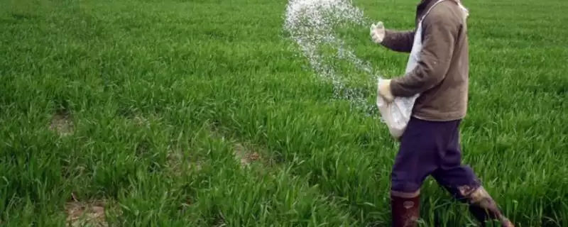 小麦追肥时期的要点和判断?确定小麦追肥时期需考虑哪些关键因素?插图 小麦追肥时期的要点和判断?确定小麦追肥时期需考虑哪些关键因素?插图