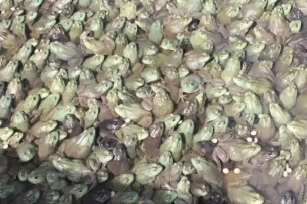 判断养殖牛蛙能否赚钱的方法和重点?判断养殖牛蛙能否赚钱要做好哪些细节?插图1 判断养殖牛蛙能否赚钱的方法和重点?判断养殖牛蛙能否赚钱要做好哪些细节?插图1