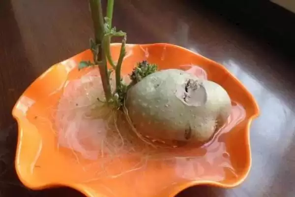 土豆能不能种在水里?判断土豆水培可行性要考虑哪些植物生长和环境因素?插图2 土豆能不能种在水里?判断土豆水培可行性要考虑哪些植物生长和环境因素?插图2