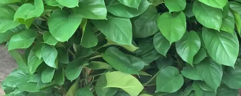 绿萝为什么不长藤 ,绿萝长藤与光水肥有何关系-会东网