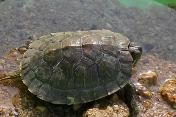 乌龟虚弱不进食的解决方法和要点?解决乌龟不进食需注意什么?插图3 乌龟虚弱不进食的解决方法和要点?解决乌龟不进食需注意什么?插图3