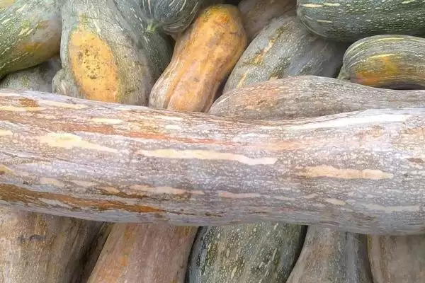 夏日蔬菜种植优选：豇豆、南瓜、丝瓜的清凉栽培法插图3