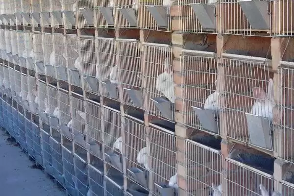 兔子养殖回收是真是假?判断兔子养殖回收真实性要分析哪些市场和合同因素?插图3 兔子养殖回收是真是假?判断兔子养殖回收真实性要分析哪些市场和合同因素?插图3