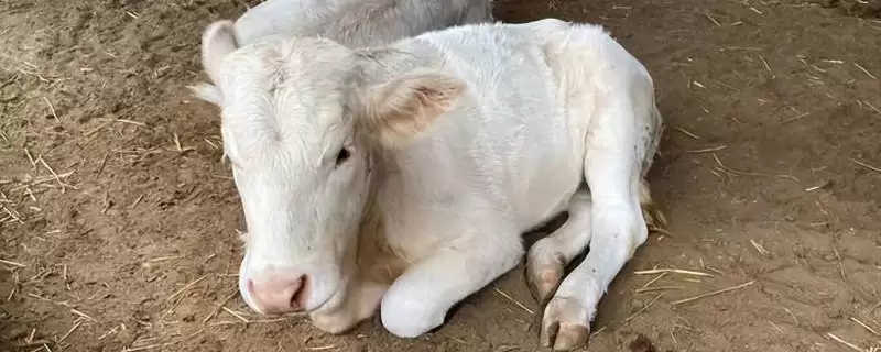 新生牛犊体温低的处理方法和要点?解决新生牛犊低温需注意哪些关键?-会东网