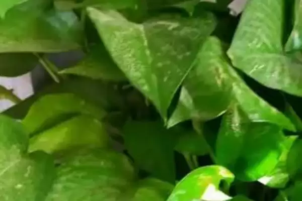 绿萝叶黄了怎么处理 ,绿萝叶黄不同原因如何解决插图3 绿萝叶黄了怎么处理 ,绿萝叶黄不同原因如何解决插图3