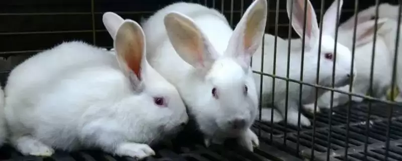 计算养殖兔子成本和利润的方法和重点?计算养殖兔子成本和利润要做好哪些细节?插图 计算养殖兔子成本和利润的方法和重点?计算养殖兔子成本和利润要做好哪些细节?插图