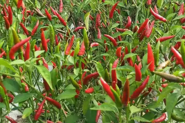 掌握指天椒种植技术的方法和重点?掌握指天椒种植技术要做好哪些细节?插图2 掌握指天椒种植技术的方法和重点?掌握指天椒种植技术要做好哪些细节?插图2