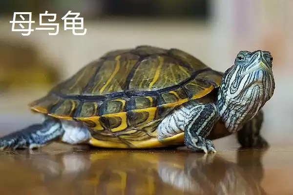 乌龟公母怎么区分？了解乌龟公母区分方法要掌握哪些关键的形态和生理特征要点？插图2