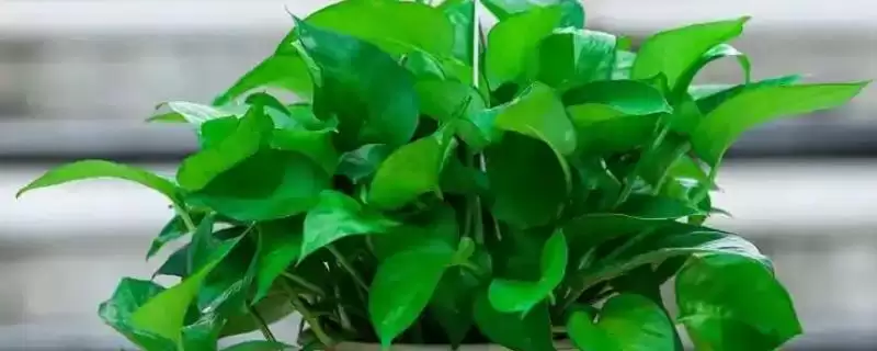 让绿萝的叶子变得又大又绿的方法？养护绿萝使叶子变大变绿要掌握哪些养护要点？-会东网