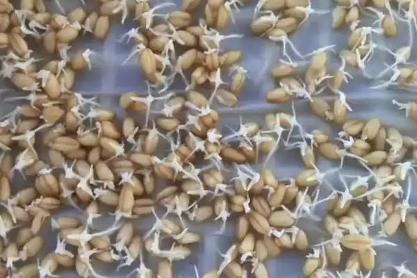 小麦播种量的要点和影响因素?确定小麦播种量需关注哪些关键因素?插图3 小麦播种量的要点和影响因素?确定小麦播种量需关注哪些关键因素?插图3