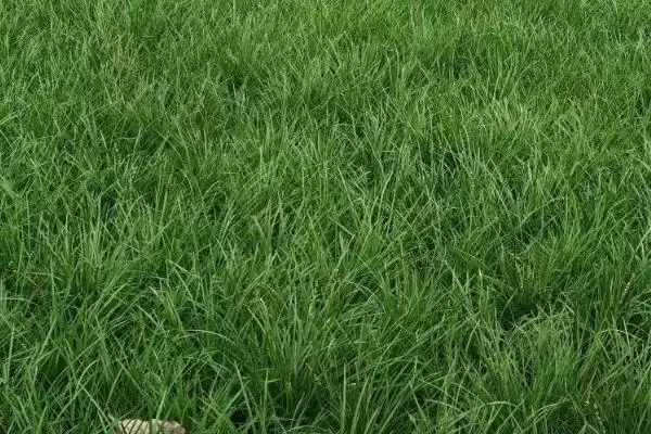 养殖兔子的方法和重点?养殖兔子要做好哪些细节?插图2 养殖兔子的方法和重点?养殖兔子要做好哪些细节?插图2