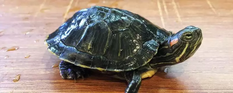 乌龟死亡表现的种类和要点？判断乌龟死亡需关注哪些关键信息？-会东网