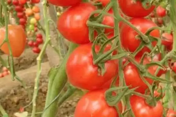 夏日蔬菜种植优选：豇豆、南瓜、丝瓜的清凉栽培法插图8