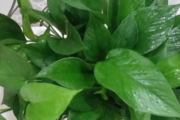 绿萝叶黄了怎么处理 ,绿萝叶黄不同原因如何解决插图1 绿萝叶黄了怎么处理 ,绿萝叶黄不同原因如何解决插图1