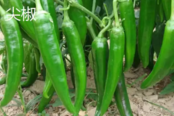 青椒和尖椒的区别对比:外观和口感的不同风味插图2 青椒和尖椒的区别对比:外观和口感的不同风味插图2