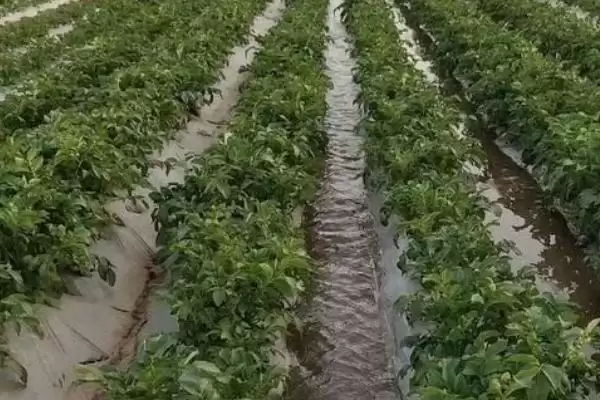 土豆如何施肥?给土豆施肥要掌握哪些关键的施肥时间、方式和用量要点?插图3 土豆如何施肥?给土豆施肥要掌握哪些关键的施肥时间、方式和用量要点?插图3