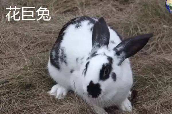 兔子的养殖品种?认识兔子养殖品种要了解哪些关键的品种分类和特性要点?插图3 兔子的养殖品种?认识兔子养殖品种要了解哪些关键的品种分类和特性要点?插图3