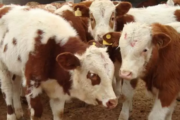 买牛有哪些注意事项 ,掌握哪些要点买牛不花冤枉钱插图1 买牛有哪些注意事项 ,掌握哪些要点买牛不花冤枉钱插图1