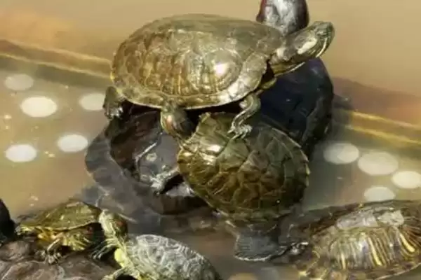 乌龟冬眠放水还是放沙子?判断乌龟冬眠介质选择要考虑哪些乌龟习性和环境因素?插图2 乌龟冬眠放水还是放沙子?判断乌龟冬眠介质选择要考虑哪些乌龟习性和环境因素?插图2