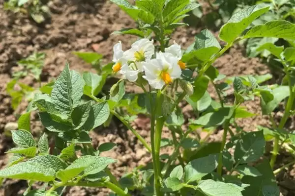 种土豆管理的方法和重点?种土豆管理要做好哪些细节?插图1 种土豆管理的方法和重点?种土豆管理要做好哪些细节?插图1