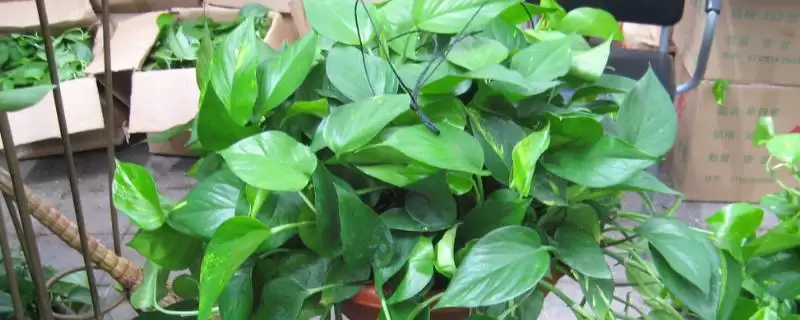 绿萝吊兰有什么作用 ,绿萝吊兰有哪些实用功能-会东网