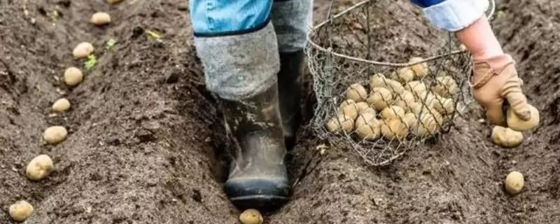 秋土豆种植方法全解:钾肥或草木灰施肥的作用-会东网