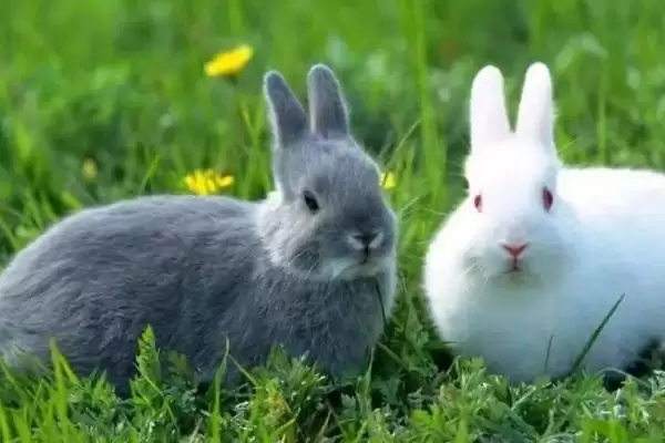 兔子脚皮炎的症状?认识兔子脚皮炎症状要了解哪些关键的病症表现和特征?插图3 兔子脚皮炎的症状?认识兔子脚皮炎症状要了解哪些关键的病症表现和特征?插图3