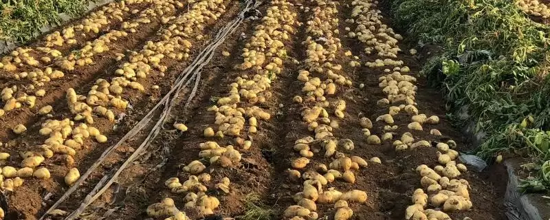 七月土豆种植禁忌:气温高不宜种植的原因剖析-会东网