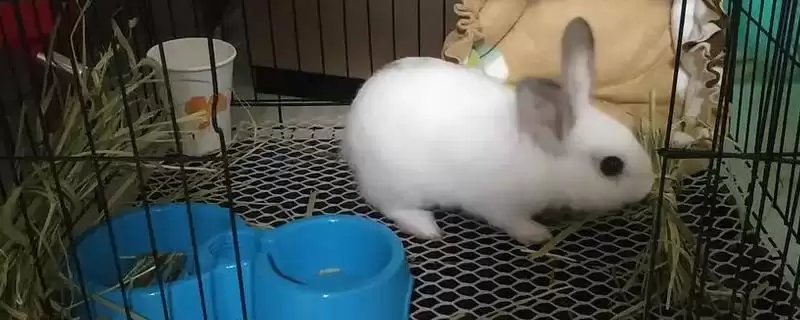 兔子身上的屎怎么清理?清理兔子身上粪便要掌握哪些正确的清洁方法和要点?-会东网