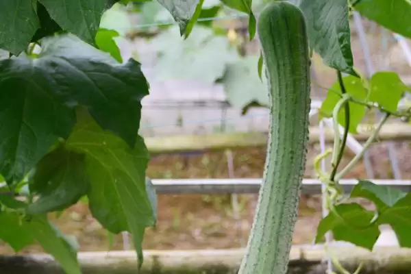 夏日蔬菜种植优选：豇豆、南瓜、丝瓜的清凉栽培法插图5