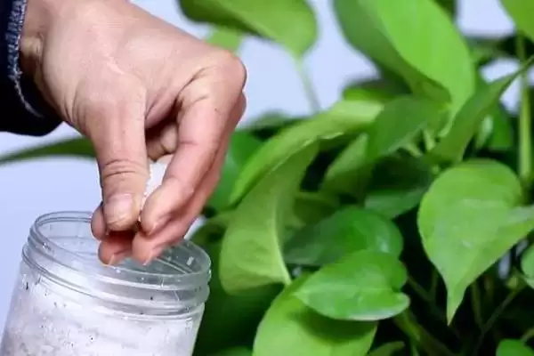 绿萝叶片发黑如何处理好 ,绿萝叶片发黑怎样应对插图8 绿萝叶片发黑如何处理好 ,绿萝叶片发黑怎样应对插图8