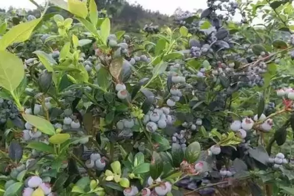 种植蓝莓的土壤配方和要点?种植蓝莓配土需掌握哪些关键?插图3 种植蓝莓的土壤配方和要点?种植蓝莓配土需掌握哪些关键?插图3