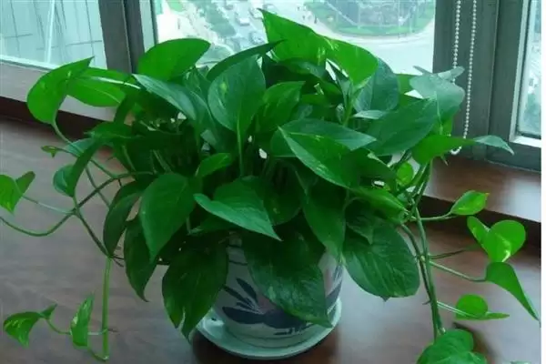 养绿萝的方法和重点？养绿萝要做好哪些细节？插图2