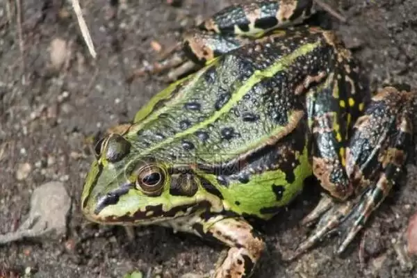 青蛙的脚指头奥秘:十八个指头的生理结构作用插图2 青蛙的脚指头奥秘:十八个指头的生理结构作用插图2