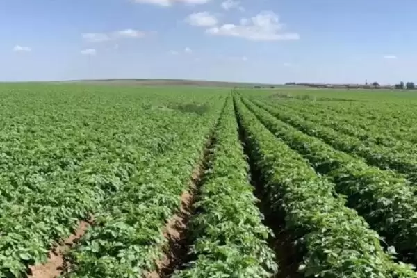 土豆的种植技术?种植土豆要遵循哪些科学的种植步骤和管理要点?插图2 土豆的种植技术?种植土豆要遵循哪些科学的种植步骤和管理要点?插图2