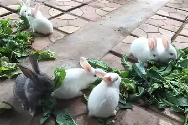 了解养兔所需条件的方法和重点?了解养兔所需条件要做好哪些细节?插图6 了解养兔所需条件的方法和重点?了解养兔所需条件要做好哪些细节?插图6